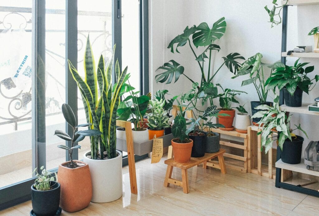 Decoração Verde