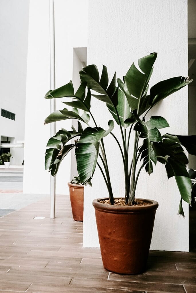 plantas no quarto